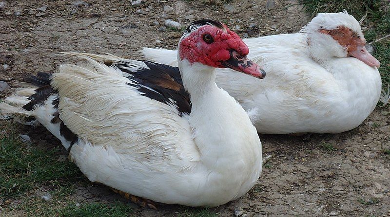 File:Canards de Barbarie.jpg