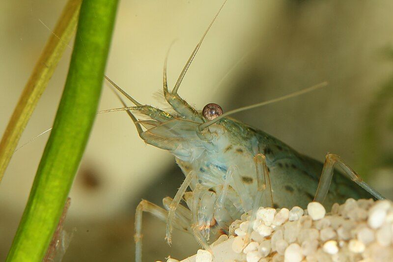 File:Caridina multidentata close.jpg