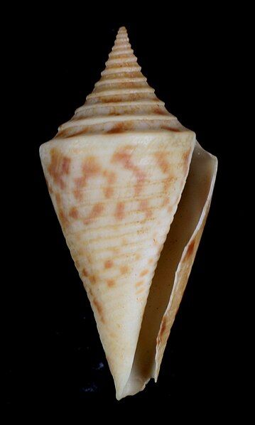 File:Conus arcuatus.JPG