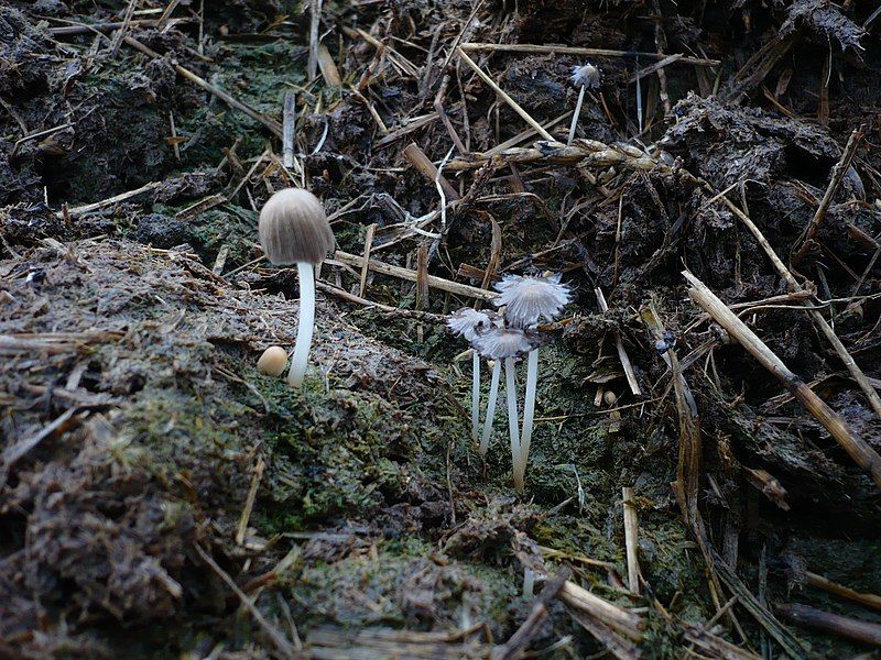 File:Coprinellus bisporus.jpg