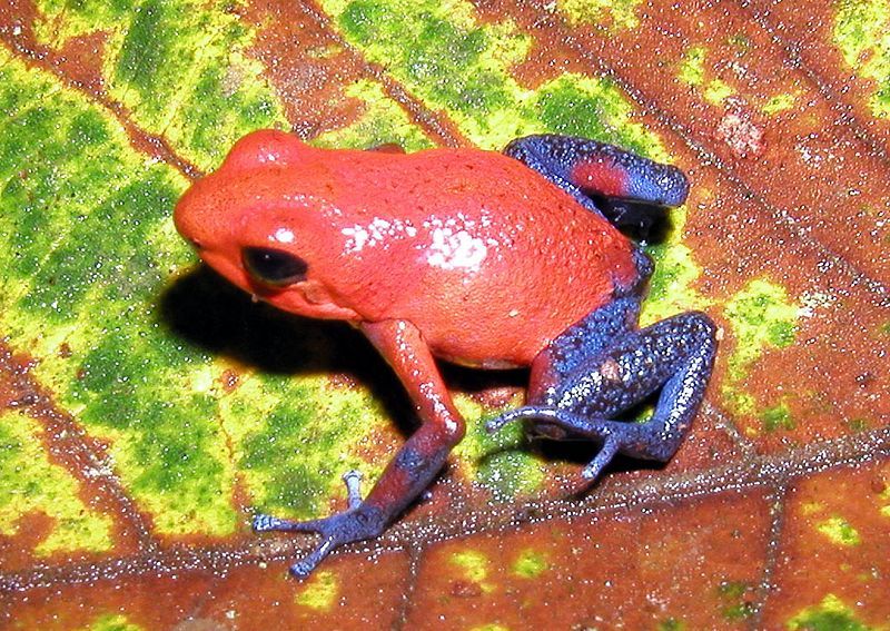 File:Dendrobates pumilio.jpg