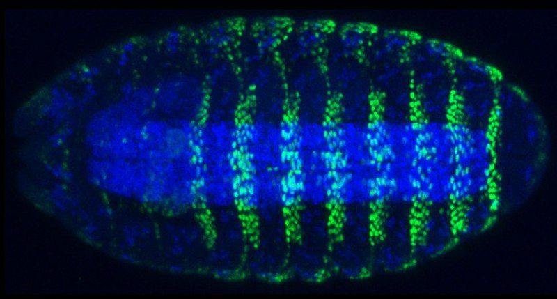 File:Drosophila E3N enhancer.jpg