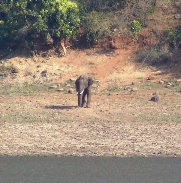 File:Elephant Gobi.jpg