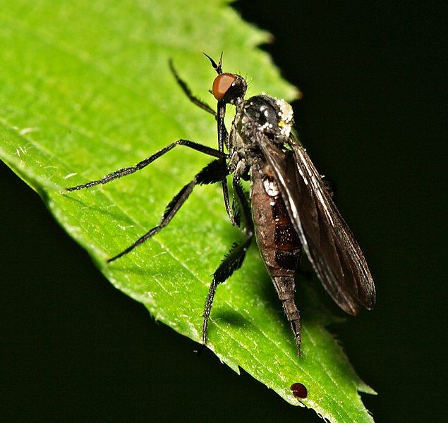 File:Empis.pennipes.female.2.jpg