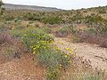 Encelia virginensis