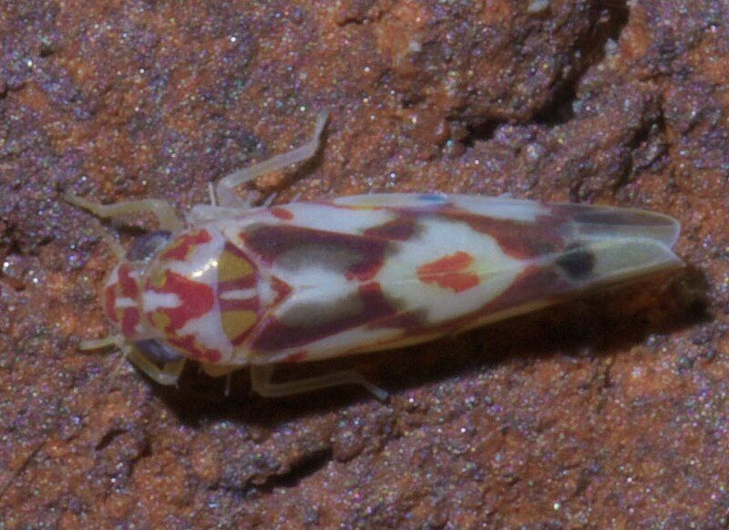 File:Eratoneura ligata P1440290a.jpg