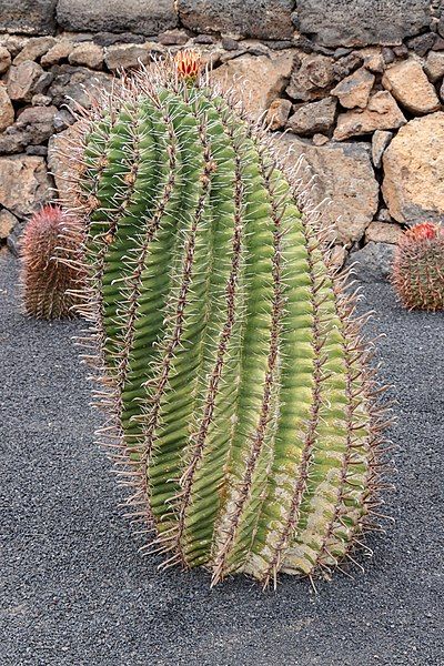 File:Ferocactus herrerae 001.jpg