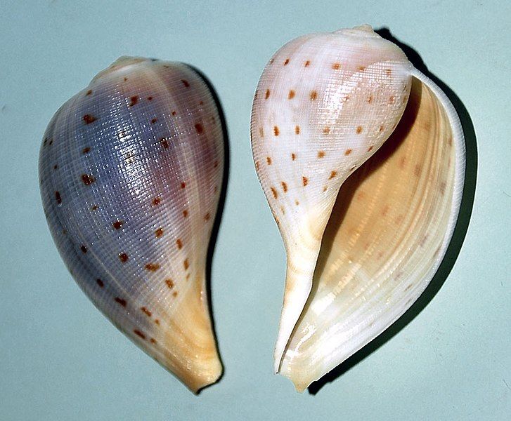 File:Ficus pellucida Barbados.jpg