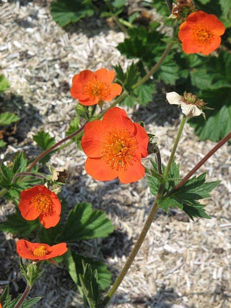 File:Geum coccineum02.jpg