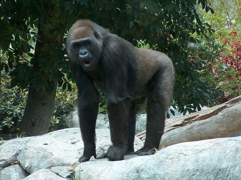 File:Gorilla04.jpeg