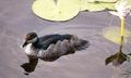 Green Pygmy Goose in Kakadu National Park by Duncan Wright 2015