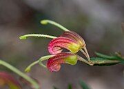 Grevillea banyabba at Illawarra Grevillea Park.