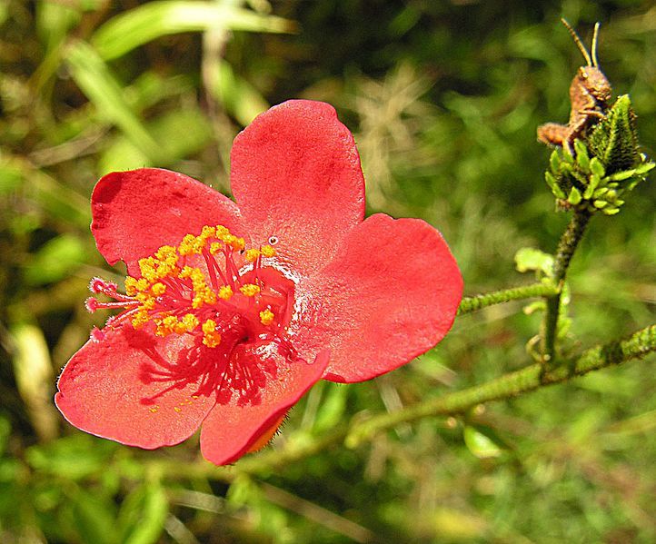 File:Hibiscus aponeurus (25502688384).jpg