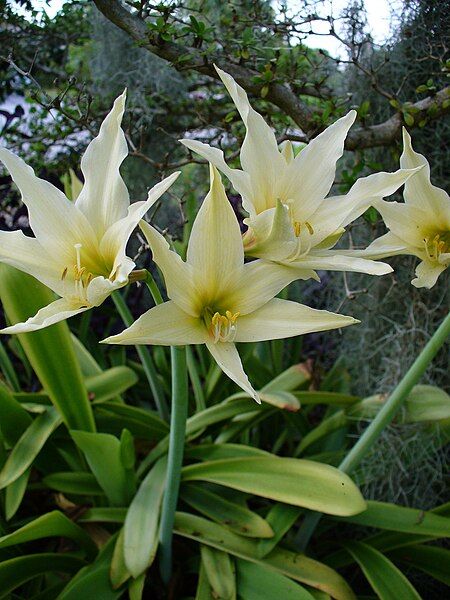 File:Hippeastrum evansiae.jpg