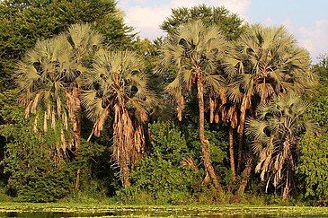 A waterside grove in Gorongosa Reserve, Mozambique