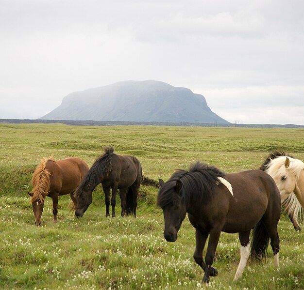 File:Icelandic ponies.jpg