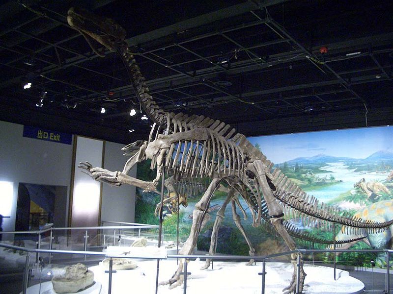 File:Iguanodon skeleton.JPG