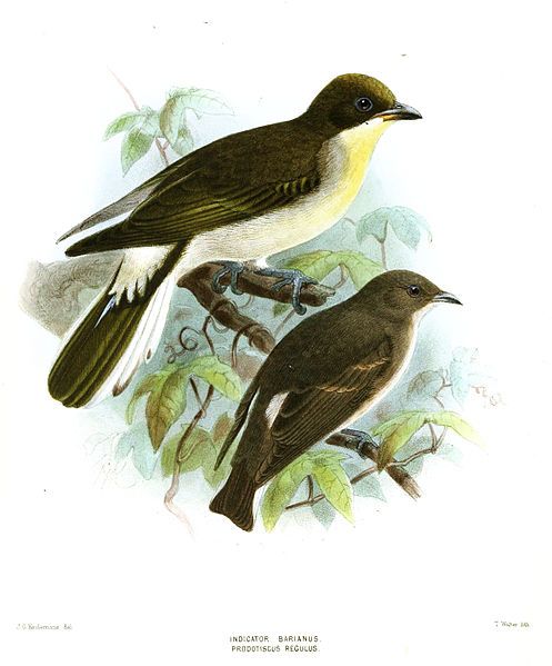 File:IndicatorProdotiscusKeulemans.jpg