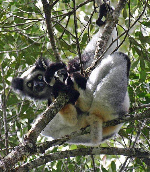 File:Indri Indri.jpg