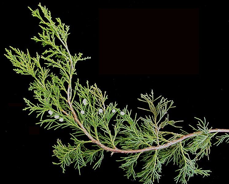 File:Juniperus virginiana 15-p.bot-junip.virgi-01.jpg