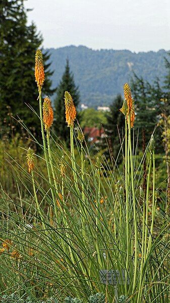 File:Kniphofia galpinii, 2017.jpg