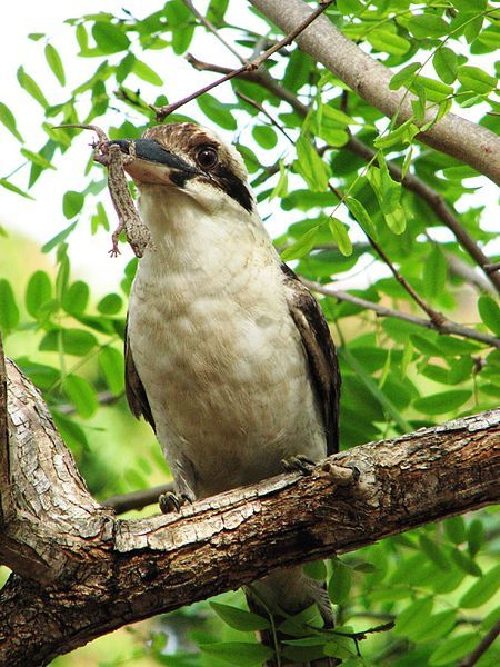 File:Kookaburra-003.jpg