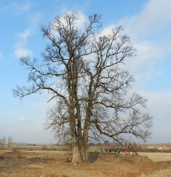 File:Kopeci szil 2011.11.28..jpg