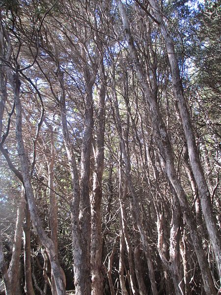 File:L. lanigerum trees.jpg