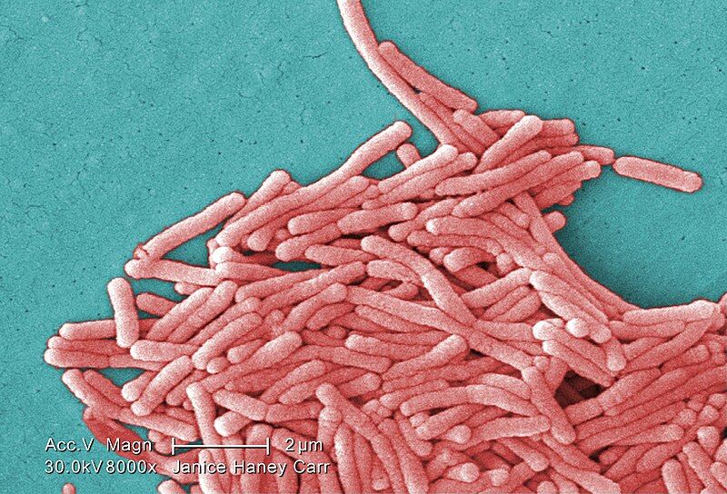 File:Legionella pneumophila (SEM).jpg