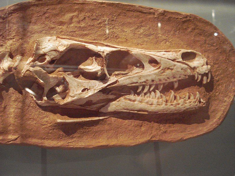 File:Linheraptor skull.jpg