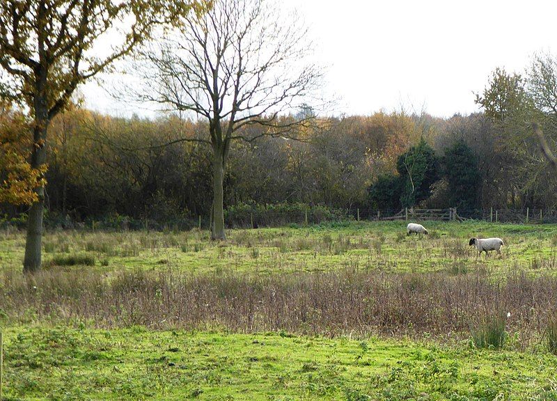 File:Lount Meadows 3.jpg