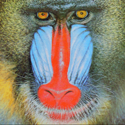 Blue facial ridges of mandrill