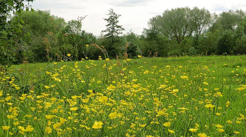 File:Meadow, Broadhurst Clough.JPG