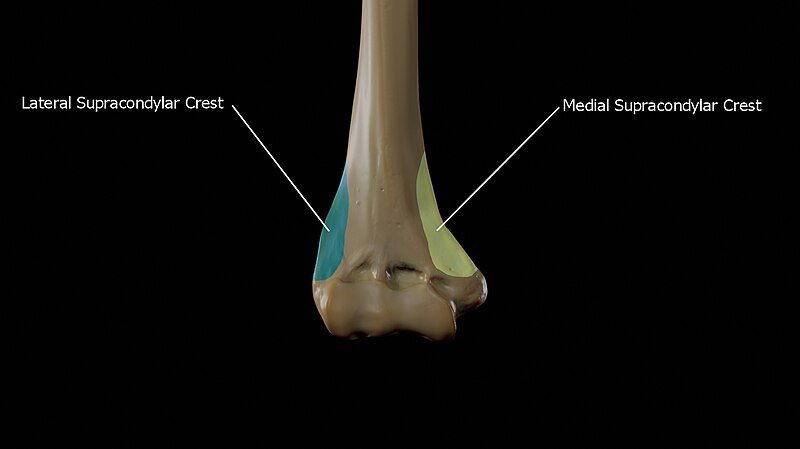 File:Medial-supracondylar-crest-and-lateral-supracondylar-crest.jpg