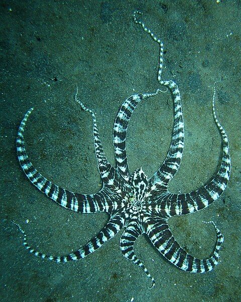 File:Mimic Octopus 2.jpg