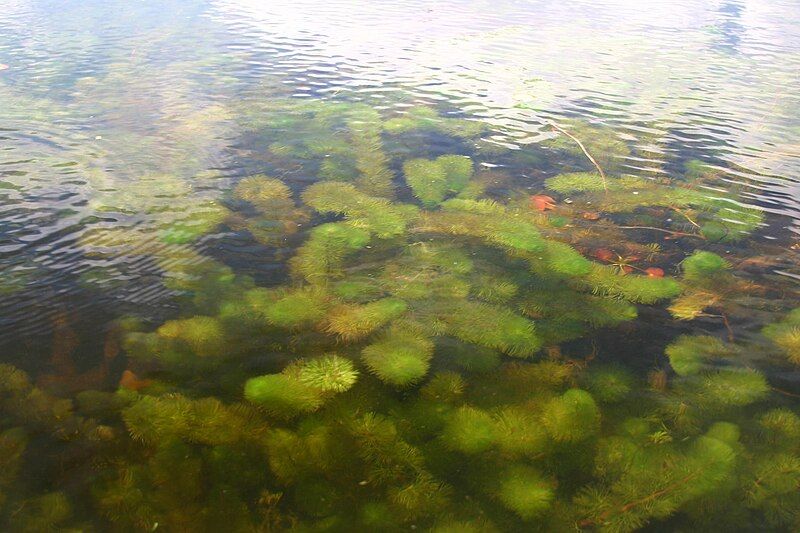 File:Myriophyllum heterophyllum 5457857.jpg