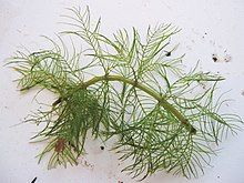 Severed section of Myriophyllum verticillatum on a white background with thin, threadlike leaves