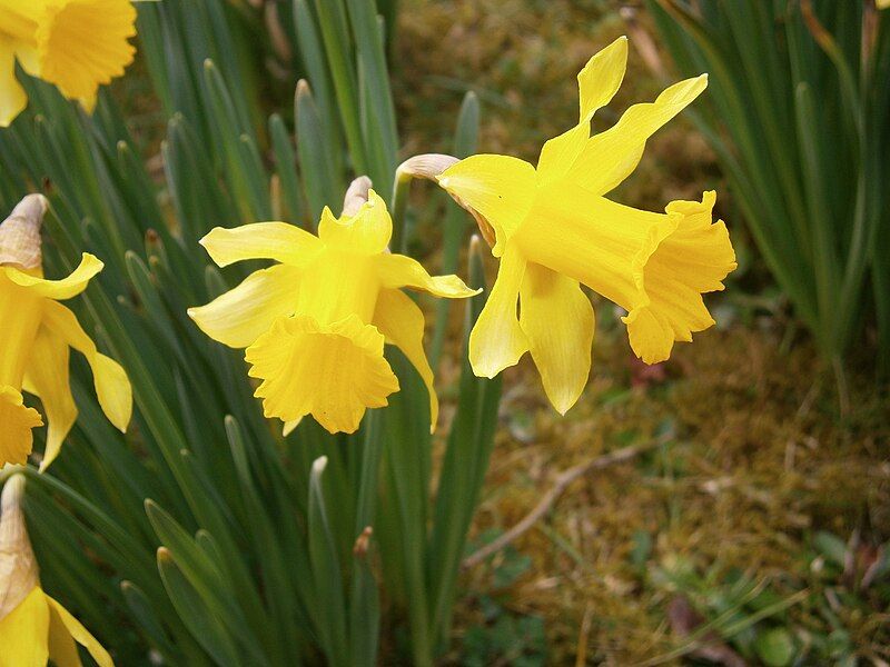 File:Narcissus hispanicus close-up01.jpg