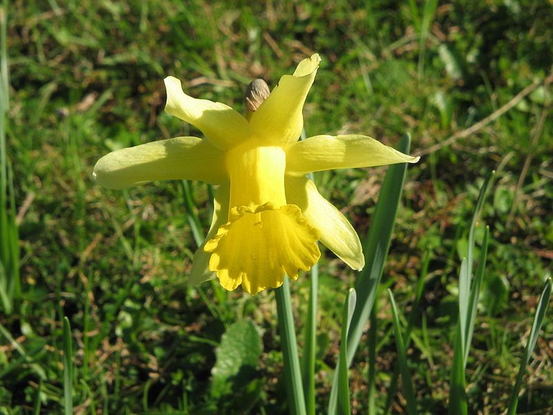 File:Narcissus pseudonarcissus closeup.jpg