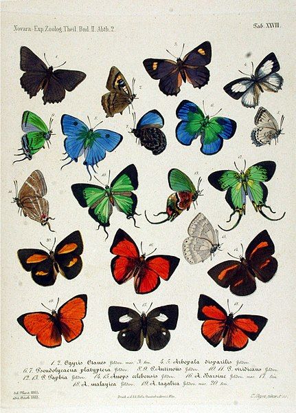 File:NovaraExpZoologischeTheilLepidopteraAtlasTaf28.jpg