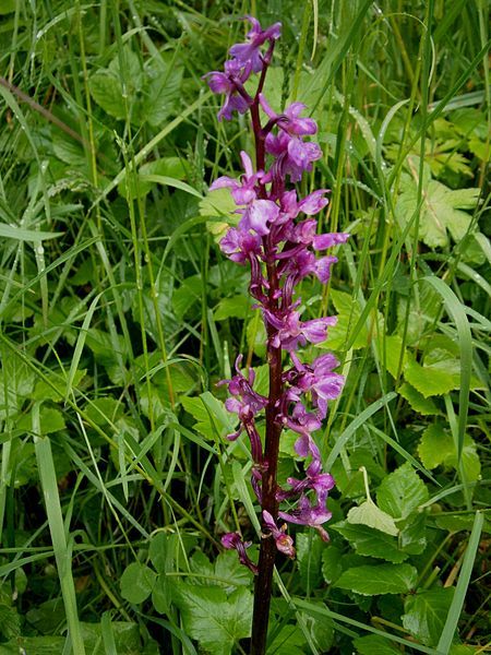 File:Orchis mascula 04.jpg