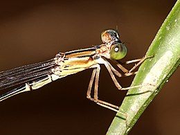 Oristicta filicicola detail of head and synthorax, Cairns