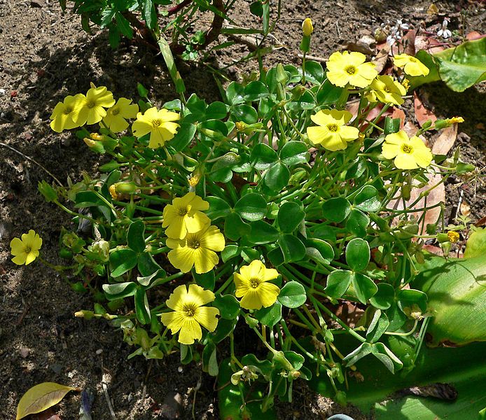 File:Oxalis luteola 1.jpg