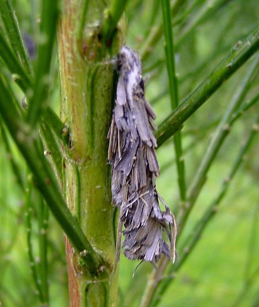 File:Pachythelia villosella.case.jpg