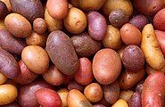 Edible tubers – a variety of potato cultivars