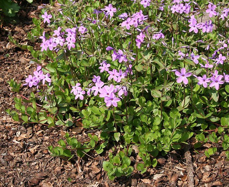 File:Phlox stolonifera 01.jpg