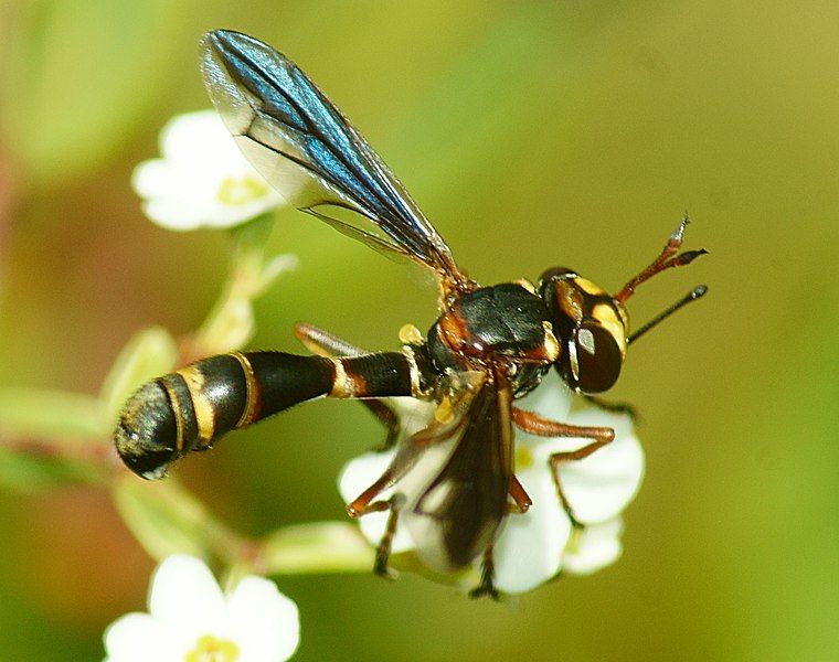 File:Physocephala marginata.jpg