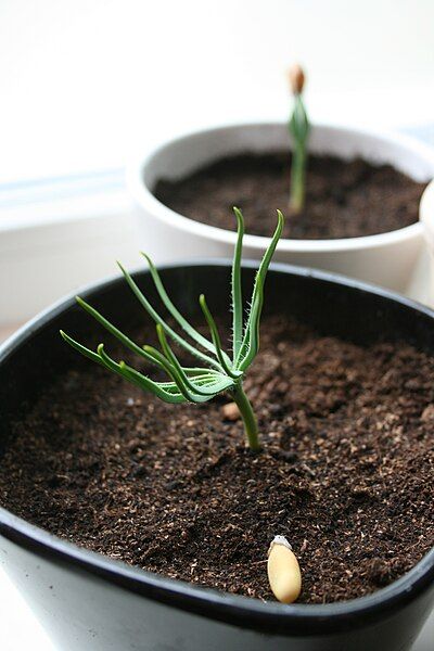 File:Pinus Pinea seedling.JPG