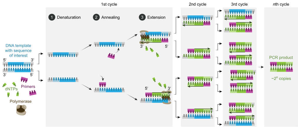 Schematic drawing of a complete PCR cycle