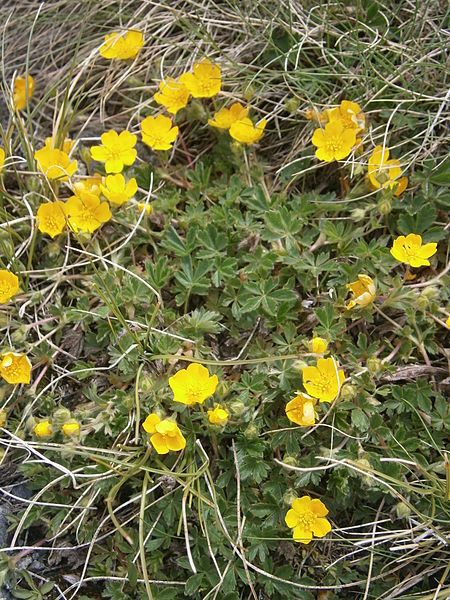 File:Potentilla crantzii 002.JPG